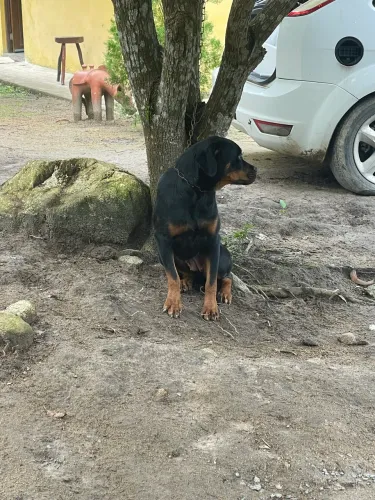 Rottweiler 8 meses fêmea 