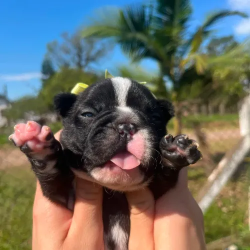 Bulldog Francês Bonita