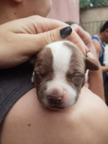 Pitbull rednouse puro