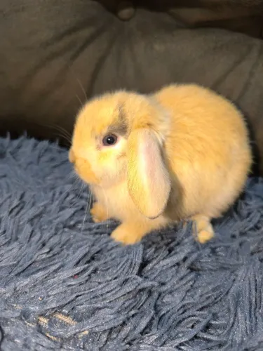 Coelhos 
