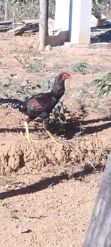Frango índio começando a sair espora 