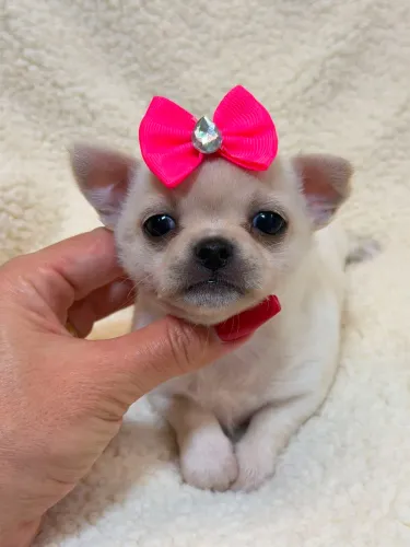 Chihuahua. Uma menina creme de pelinhos curto. Totalmente dentro do padrão da raça.!
