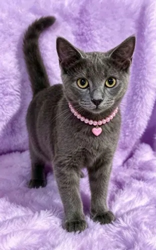 Gato fêmea mix de chartreax com 5 meses