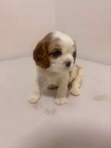 FILHOTES CAVALIER KING
