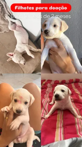Filhotes fêmeas para doação