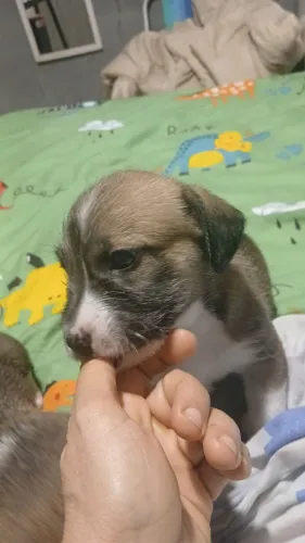 Cachorrinho poodle Toy macho a venda 1 mês de vida
