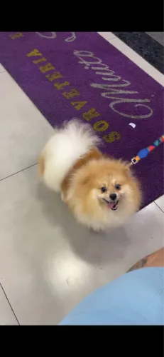 Lulu da Pomerania Disponível para Cruza/Cobertura