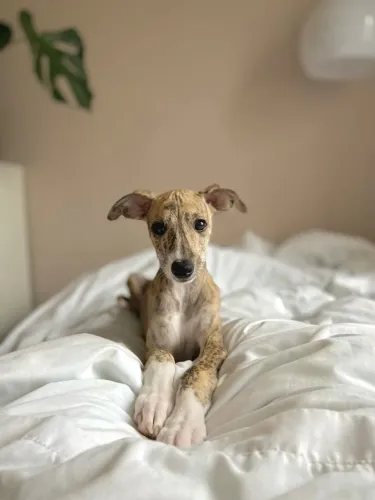 Whippet