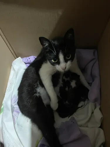 DOA-SE GATA COM FILHOTES ENCONTRADA