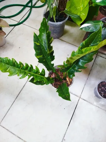 Vendo planta variegata filodendro  Ring of fire