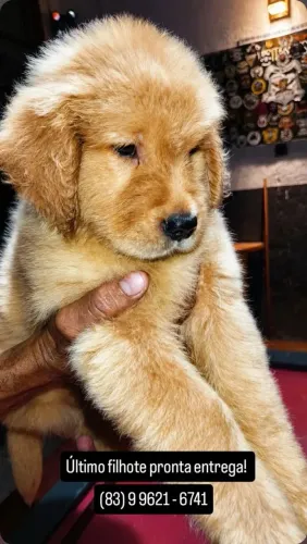 Vendo Filhotes de Golden Retriever 
