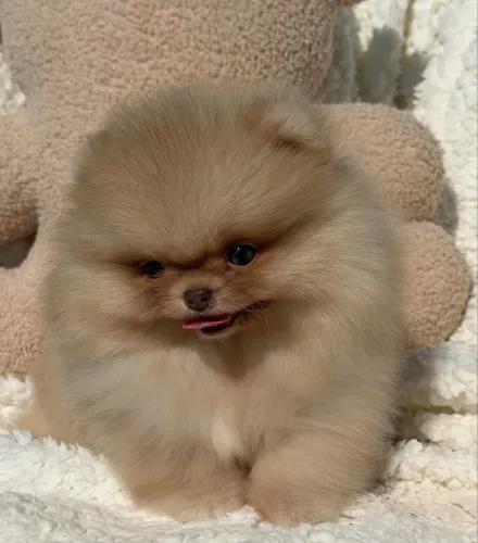     ? Presentes passam. O amor de um Spitz Alemão fica para sempre.