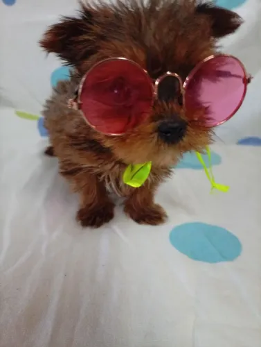 Lindo filhote de Yorkshire mini uma fofura