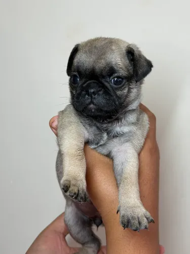 Vendo filhote de pug para vender rápido 