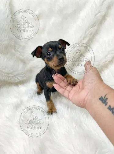 Pinscher menor tamanho amorosos e vacinados