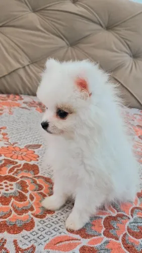 Lulu da Pomerânia anão 