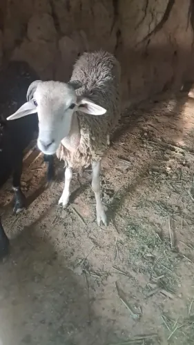 Ovelhas 