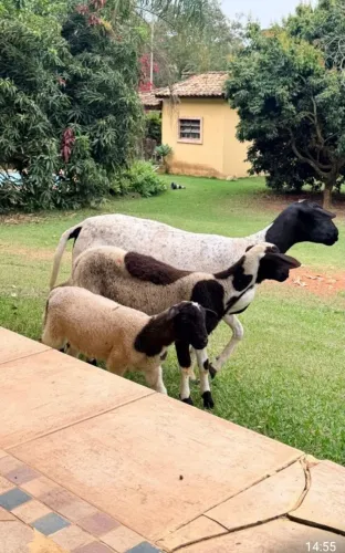 Vendo ovelha carneira borrego cordeiro 