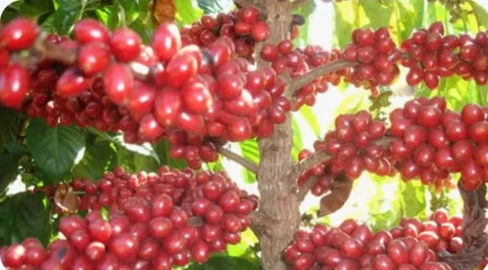 Pé de Café 1.90cm já produzindo 