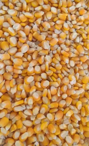 Venda de Milho em Grãos e Demais Produtos Agricolas Direto do Produtor