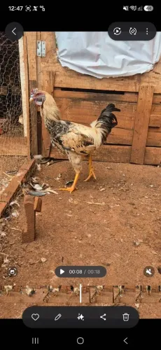 Galo caipira X INDIO GIGANTE