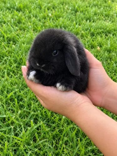 Coelho da raça mini lop uruguaio.
