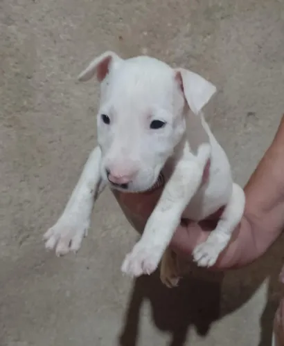 Bull terrier - Seu filhote amoroso 