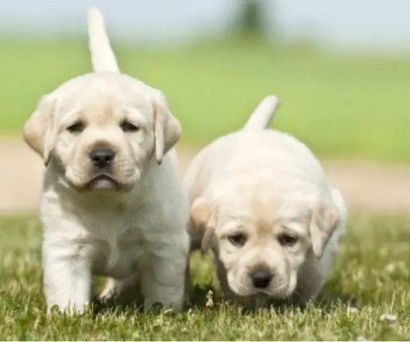 Doasse 2 filhotes de golden
