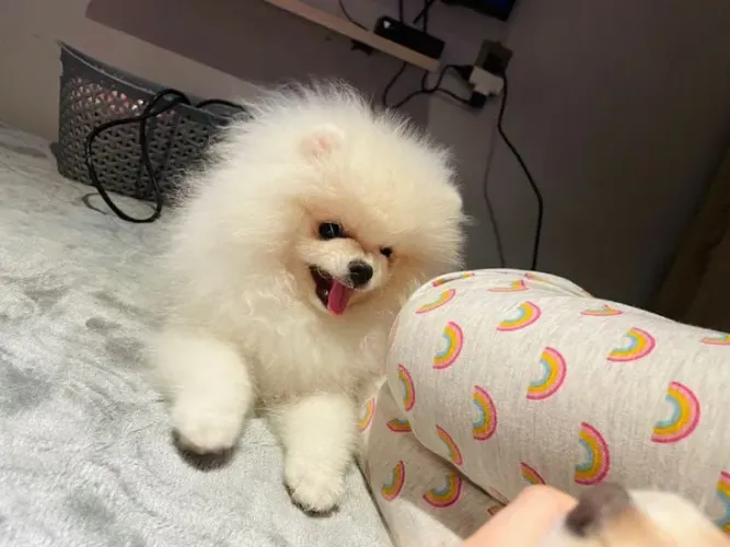 Lulu da Pomerânia
