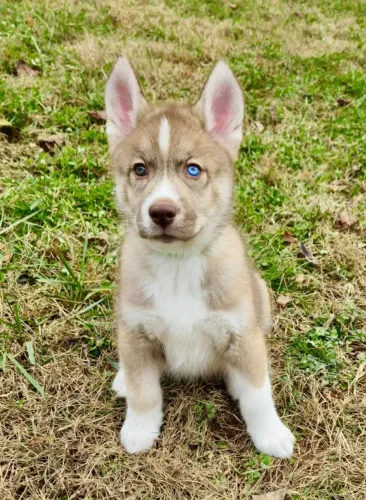 Filhotes de Husky Siberiano | Filhotes super espertos!