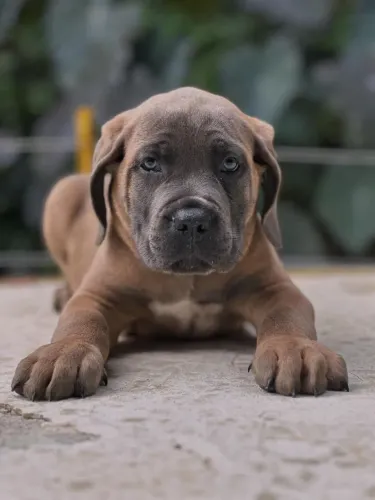 Filhotes de cane corso italiano 