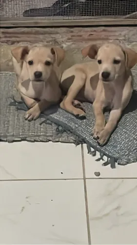 Doação de cachorro 