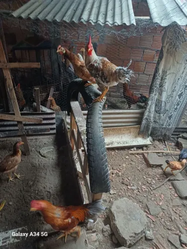 Vende-se galinha caipira