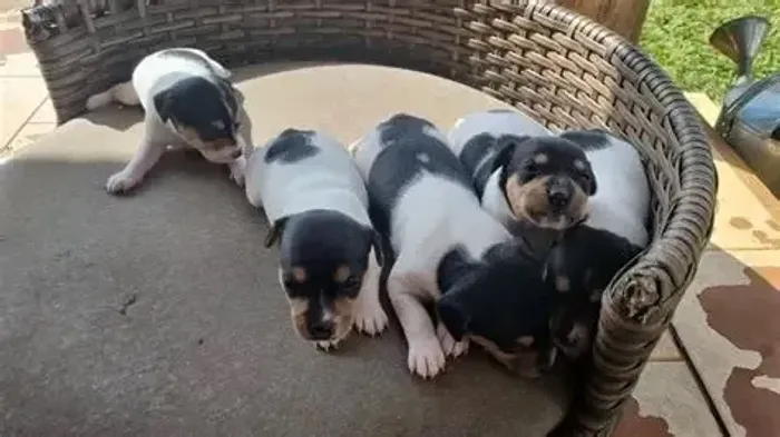 fox paulistinha lindos e pequenos 