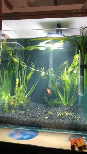 Aquário 60L