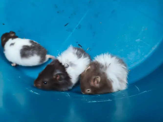 Hamster Sírio Comum e Angorá (Pelúcia)