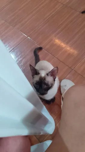 Doando uma gata fêmea siamês 