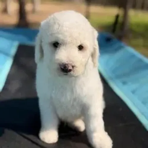 Poodle,Poodle Filhote Vacinado e Vermifugado