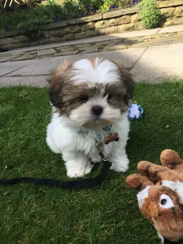 shih tzu mini venha nos visitar com garantia