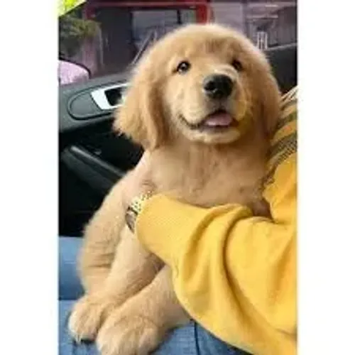 Golden Retriever filhote
