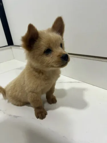 Chow chow