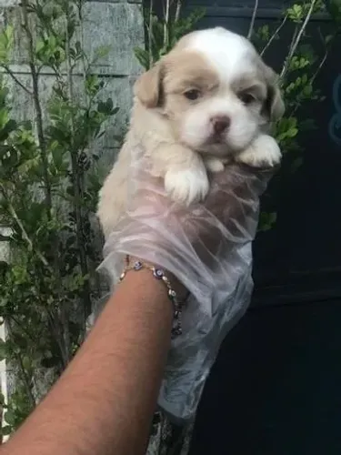 Shih Tzu ? V10 Importada, Compra com Contrato e Saúde Garantida