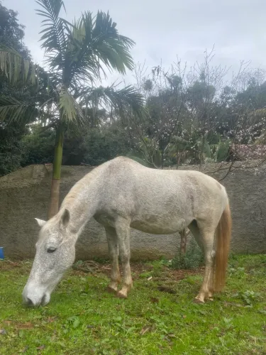 Égua tordilha mansa