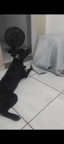 Labrador 