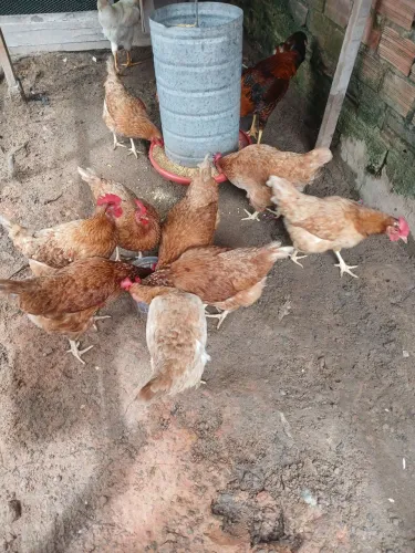 Vendo 10 poedeiras Isa Brown 40 reias a unidade pra quem quer criar elas são excelentes 