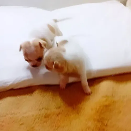 Chihuahua