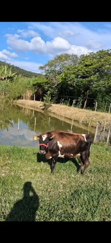 vaca Jersey.