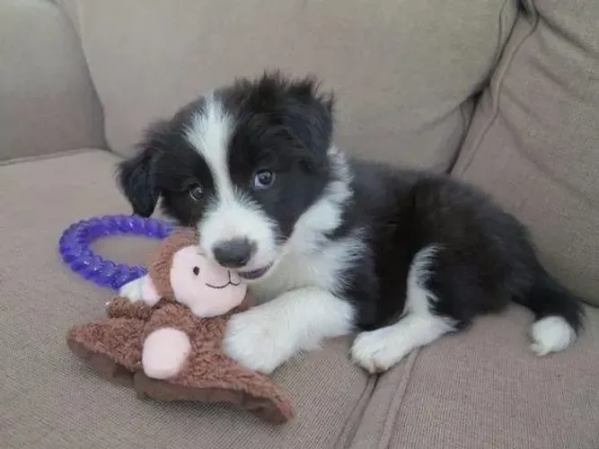 Border Collie | Inteligência Que Encanta, Carinho Que Conquista
