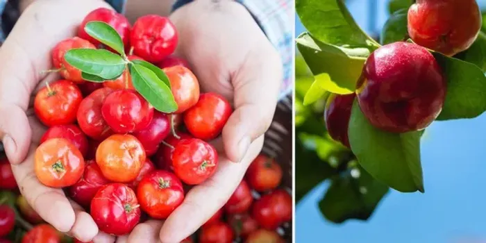 Mudas de acerola gigante doce 2 metros adultas