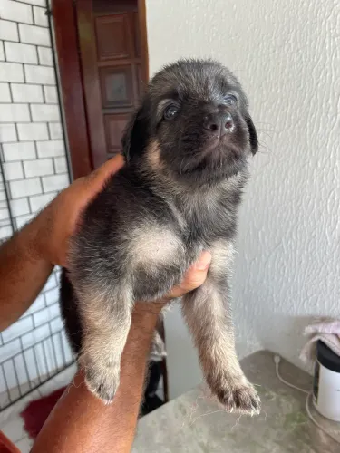 Filhote de pastor alemão